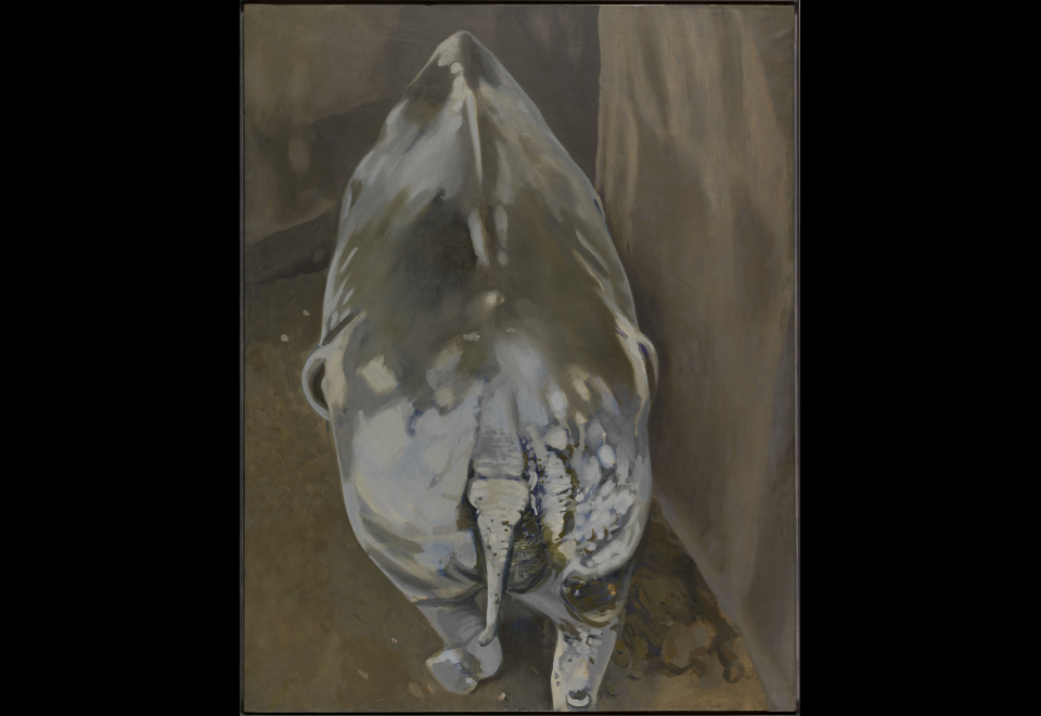 Rhinocéros de dos, 1966