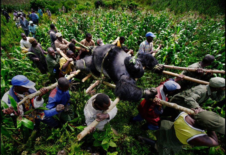 Conservation Rangers work with locals to evacuate the bodies of four Mountain Gorillas killed in Virunga National Park, Eastern 