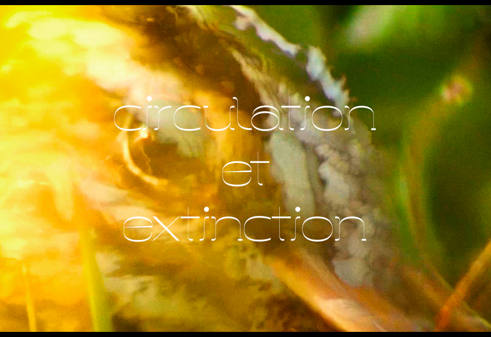 Circulation et Extinction | Kalas Liebfried feat Rozenn Le Trionnaire